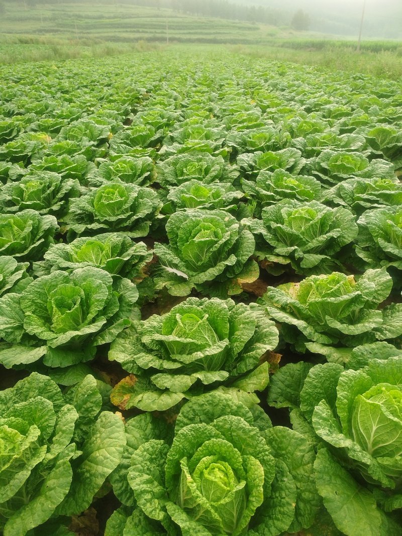 大白菜