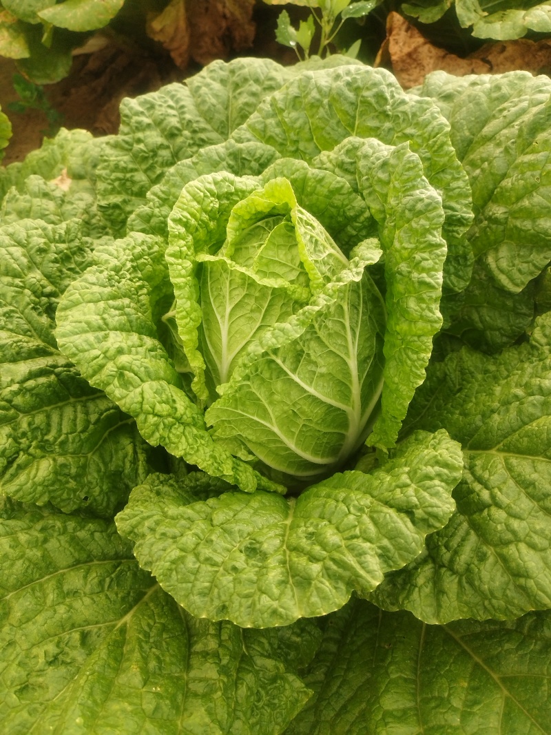 大白菜