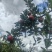 旮旯苹果