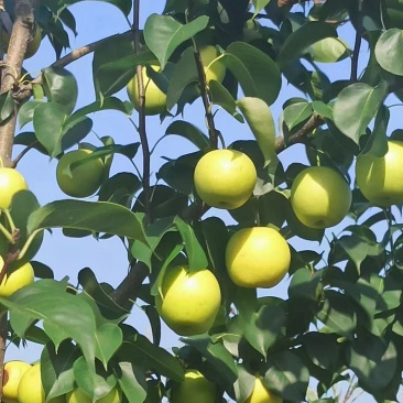 皇冠梨