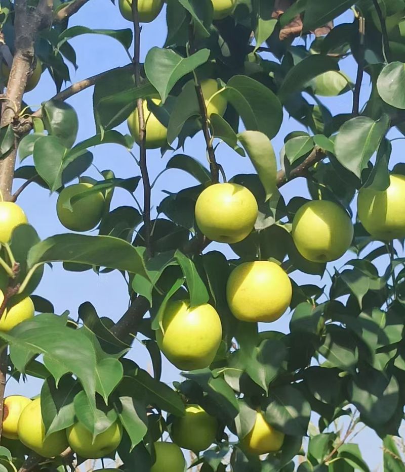 皇冠梨