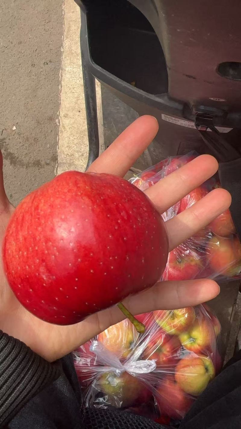云南昭通冰糖心苹果现摘现发！脆甜多汁特大果当季新鲜水