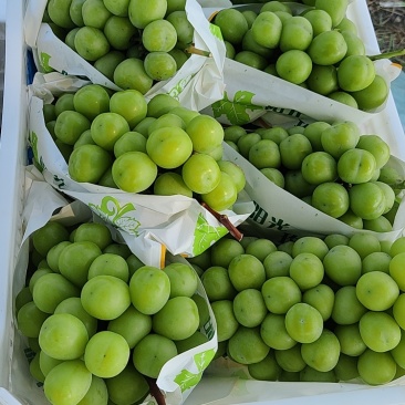 阳光玫瑰
