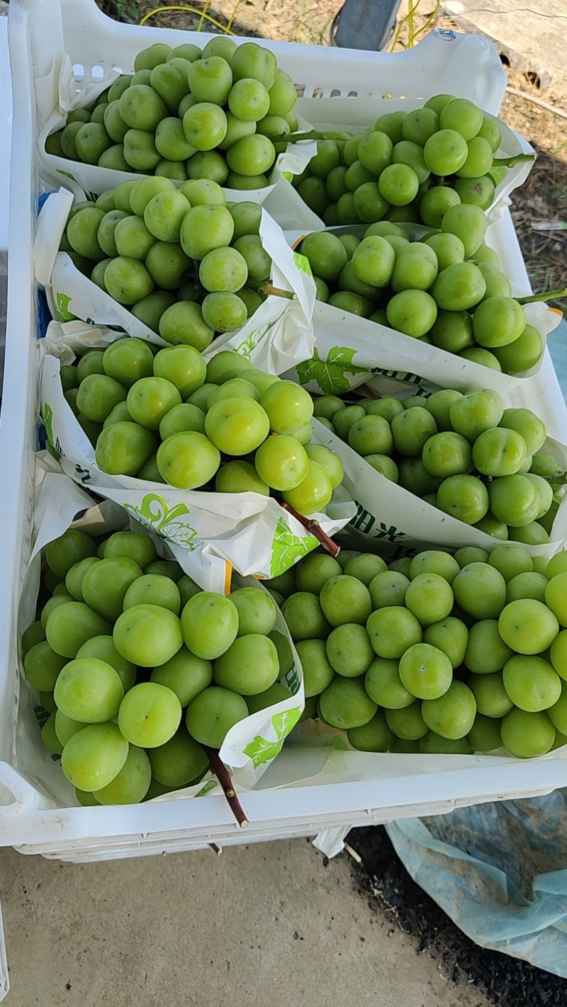 阳光玫瑰