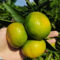 云南蜜橘，皮薄，味甜，全国发货，有需要的老板可以联系哦