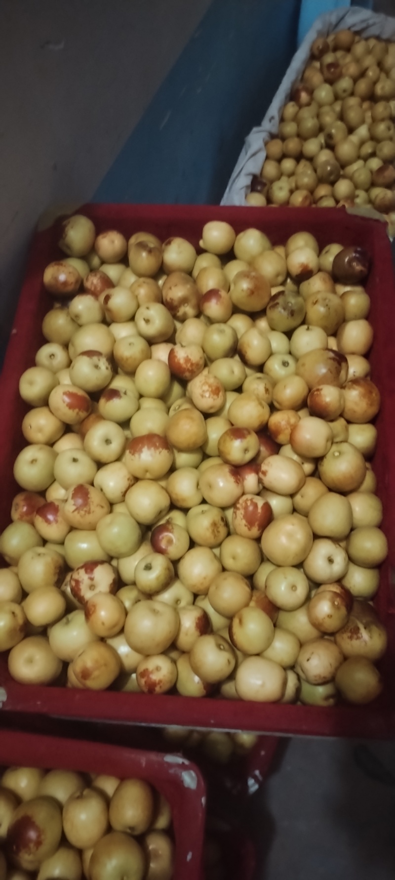 陕西大荔冬枣