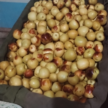 陕西大荔冬枣