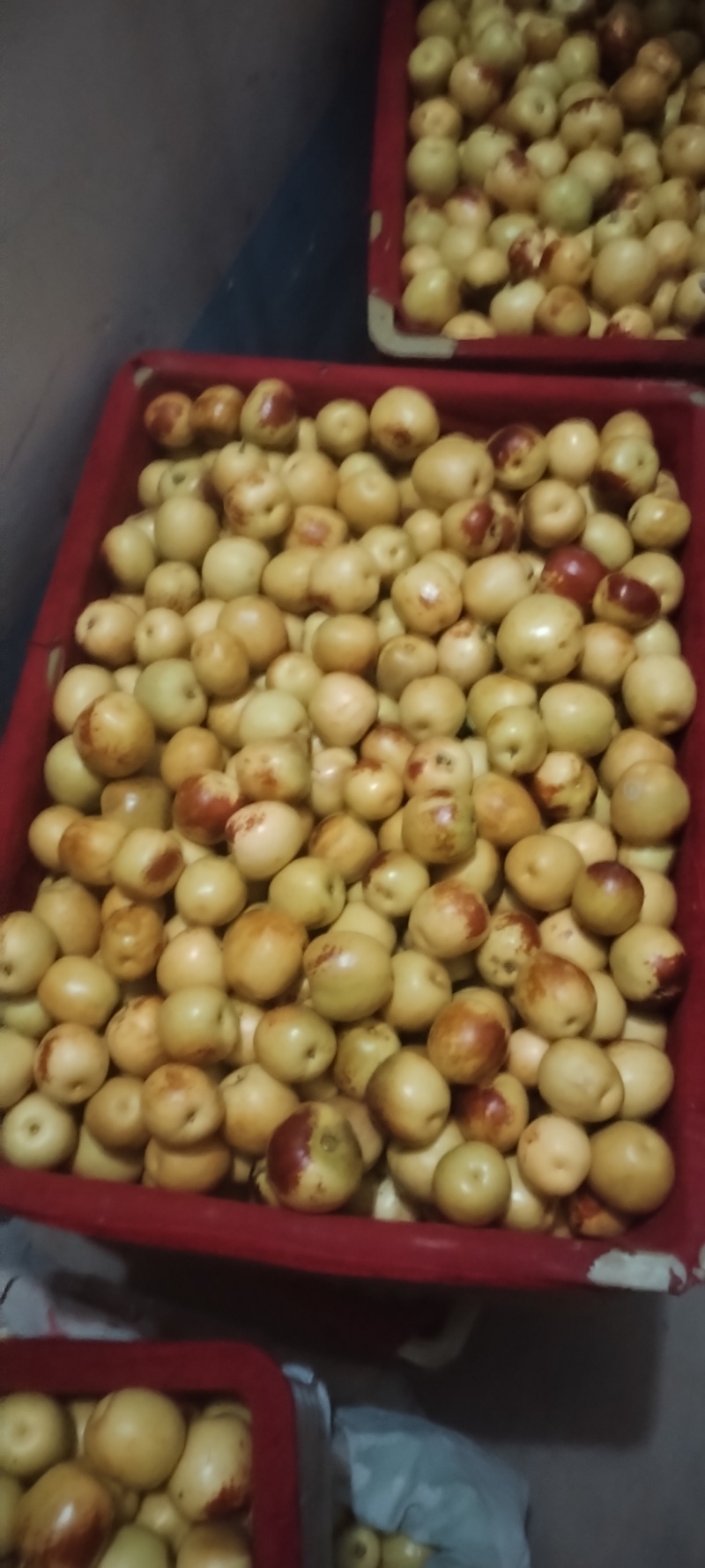 陕西大荔冬枣