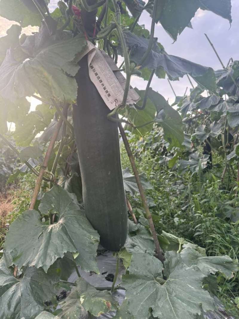 黑皮冬瓜
