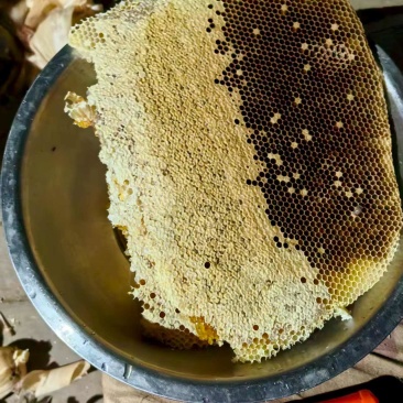湖南桑植县土蜂蜜