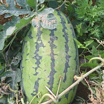 芦塘西瓜