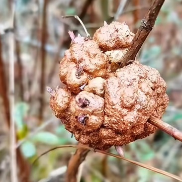 金丝梅树瘤