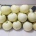 山东绿宝石梨