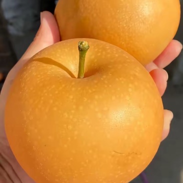 秋月梨