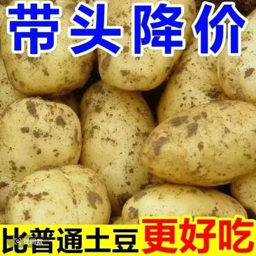 山东土豆黄心土豆