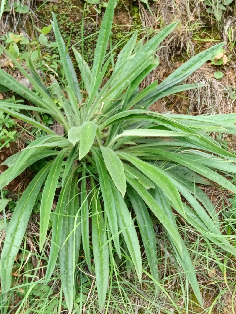 云南野生紫草