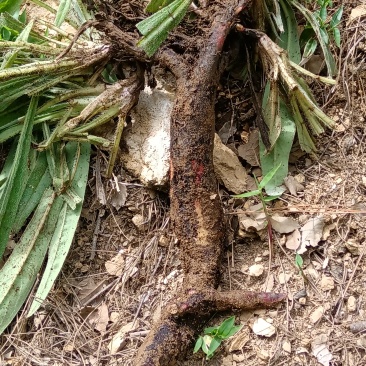 云南野生紫草