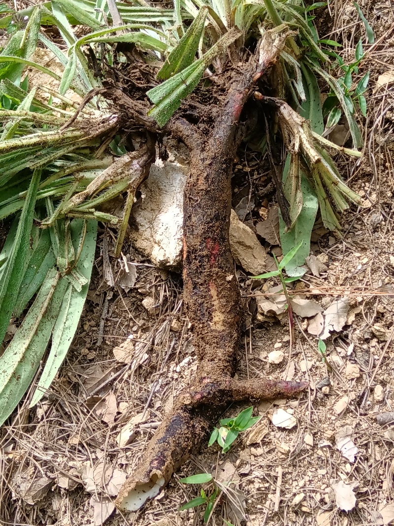 云南野生紫草