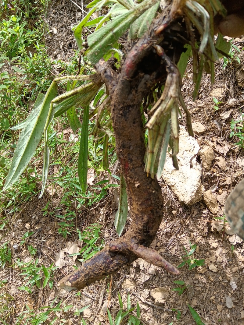 云南野生紫草