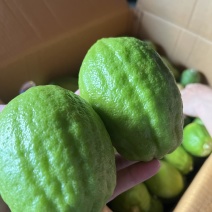 香水柠檬