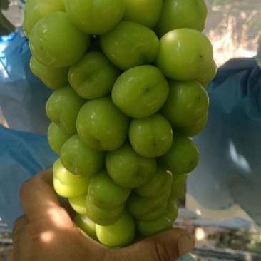 阳光玫瑰一斤起步。