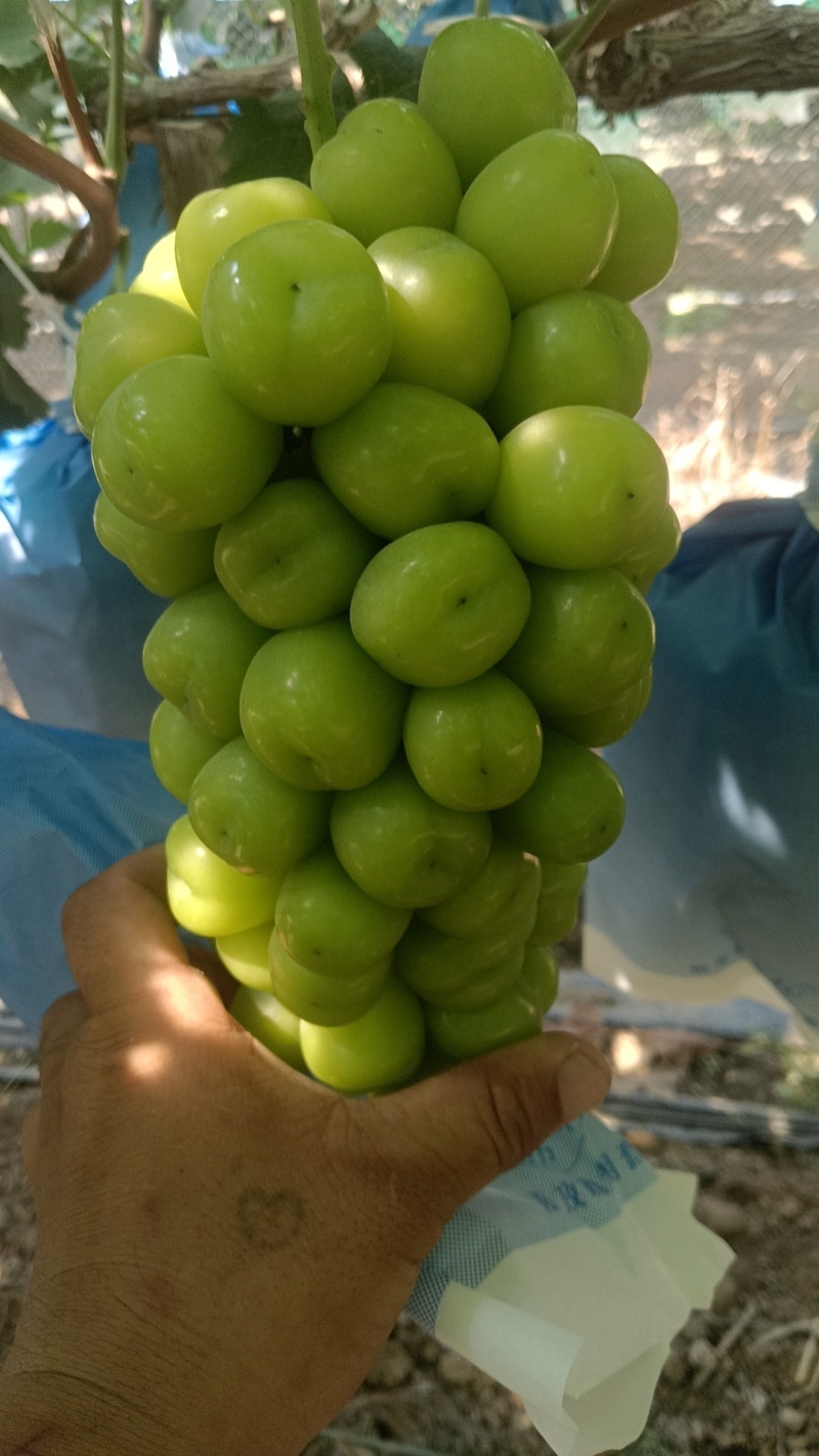 阳光玫瑰一斤起步。
