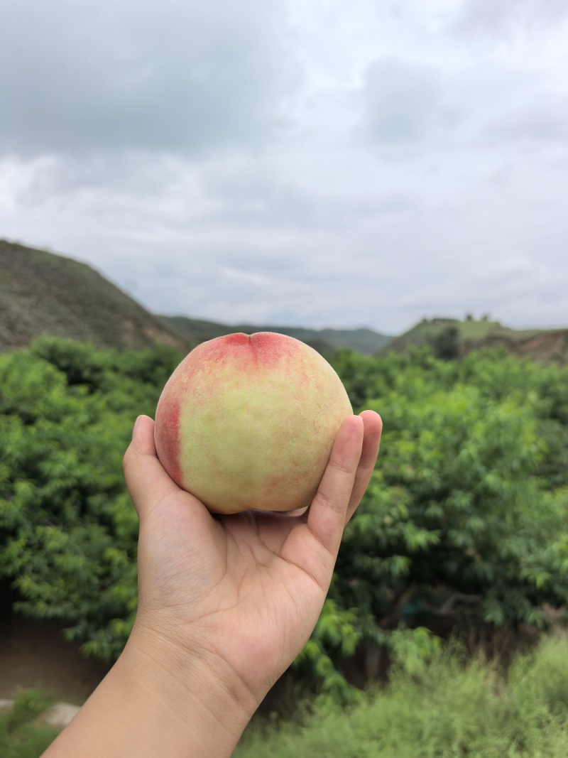 兰州白凤桃