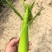 万糯2000糯玉米