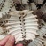 甲鱼壳，乌龟壳
