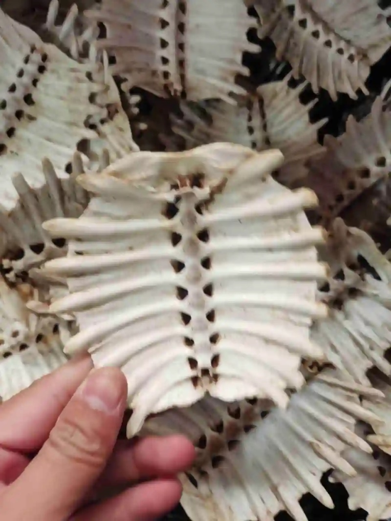 甲鱼壳，乌龟壳