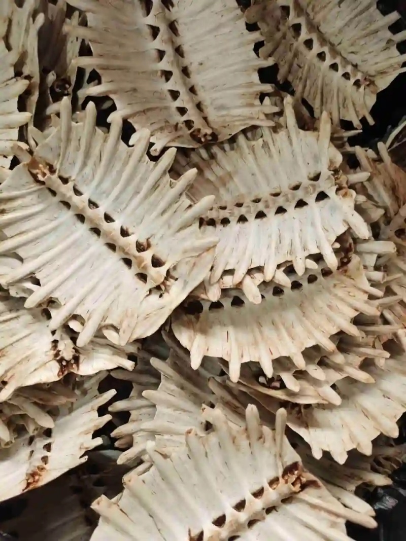 甲鱼壳，乌龟壳