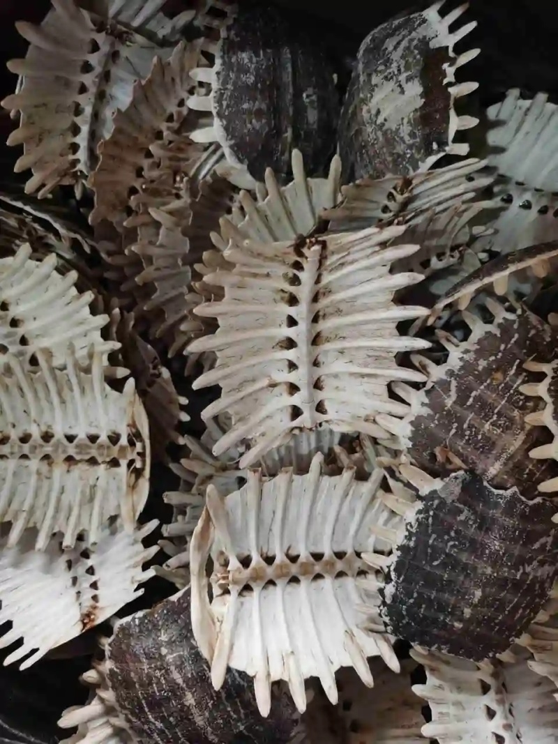 甲鱼壳，乌龟壳