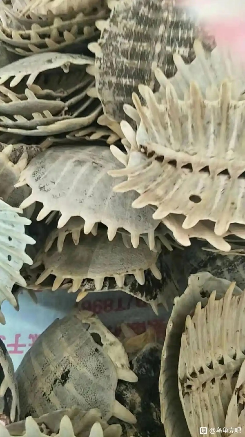 甲鱼壳，乌龟壳