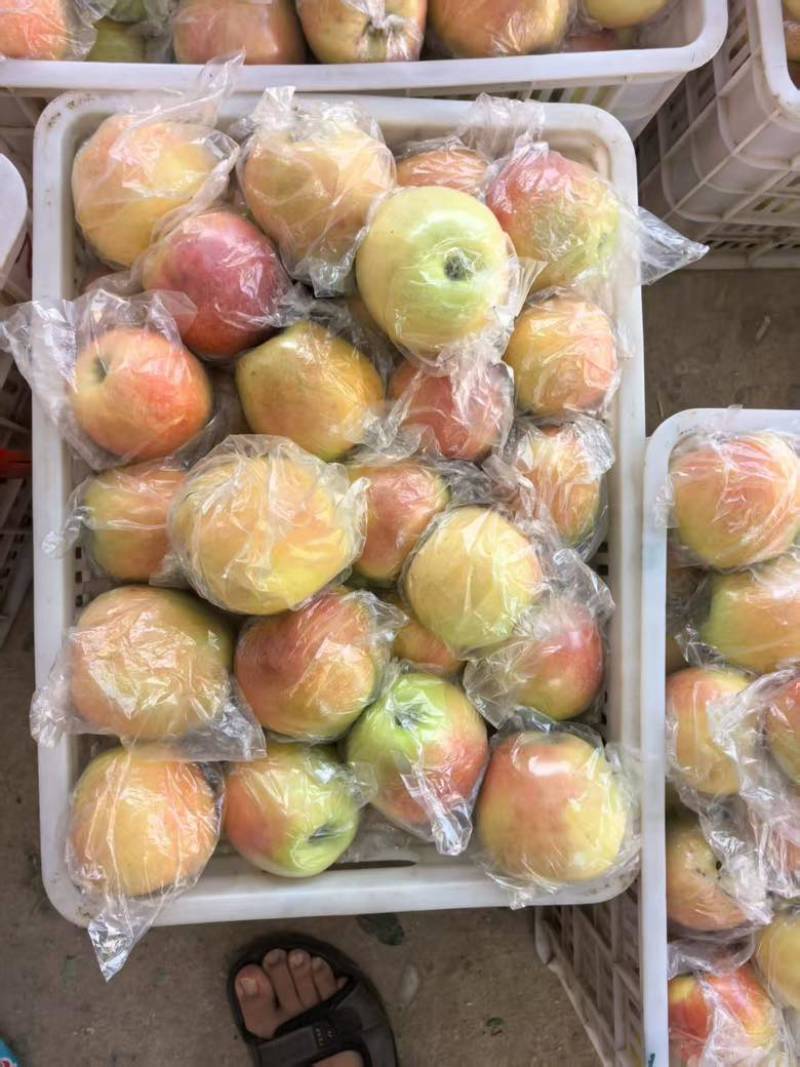 一件代发红富士🍎嘎拉苹果青苹果价格低品质好对接各大电商平台
