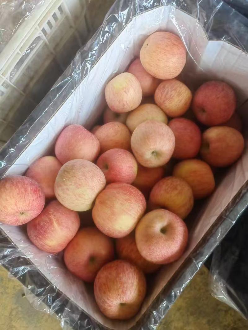 一件代发红富士🍎嘎拉苹果青苹果价格低品质好对接各大电商平台