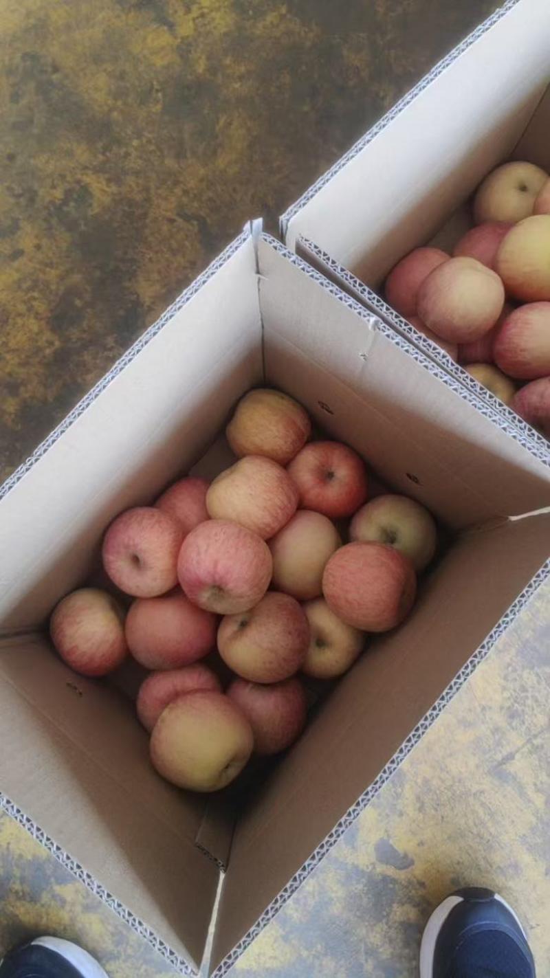 一件代发红富士🍎嘎拉苹果青苹果价格低品质好对接各大电商平台