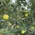 一件代发红富士🍎嘎拉苹果青苹果价格低品质好对接各大电商平台