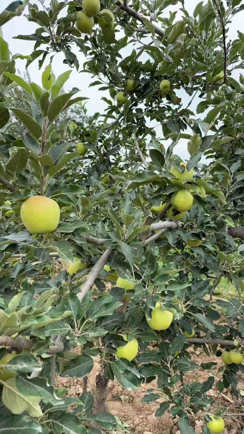 一件代发红富士🍎嘎拉苹果青苹果价格低品质好对接各大电商平台