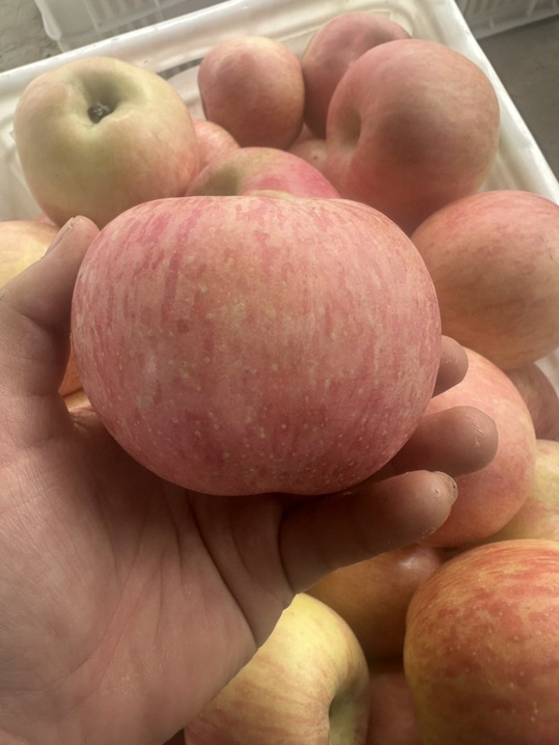 一件代发红富士🍎嘎拉苹果青苹果价格低品质好对接各大电商平台
