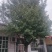 银杏树