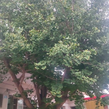 银杏树