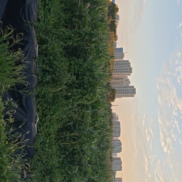 玉米青贮有回收的请联系***********杨