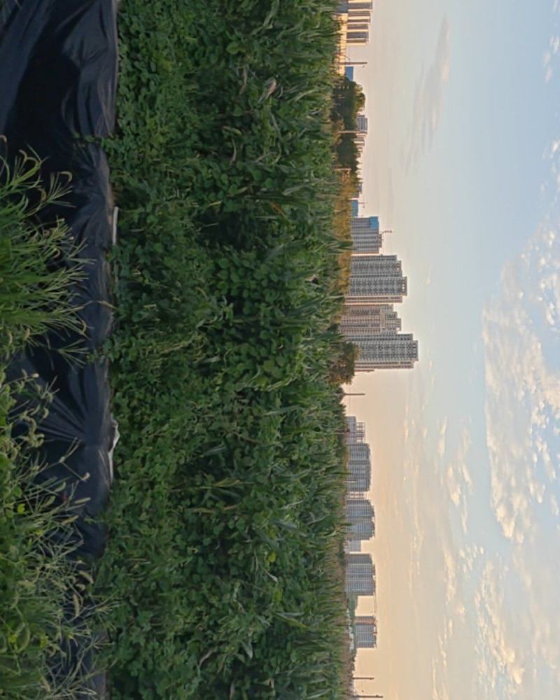 玉米青贮有回收的请联系***********杨