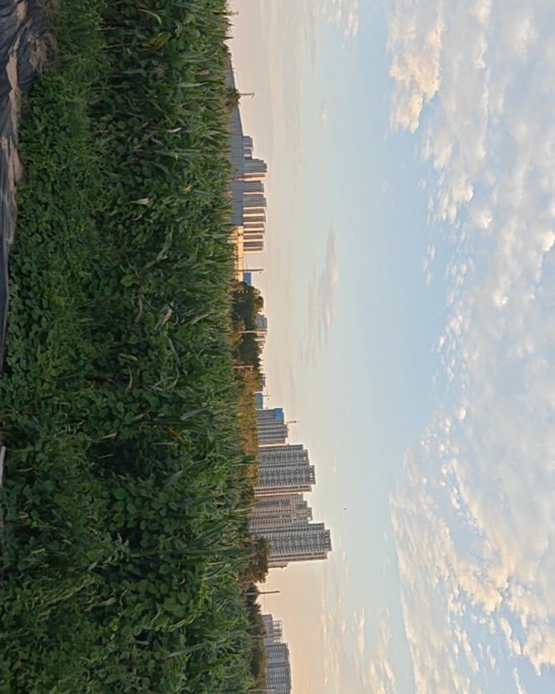 玉米青贮有回收的请联系***********杨