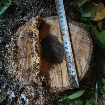15年树龄黄花梨树