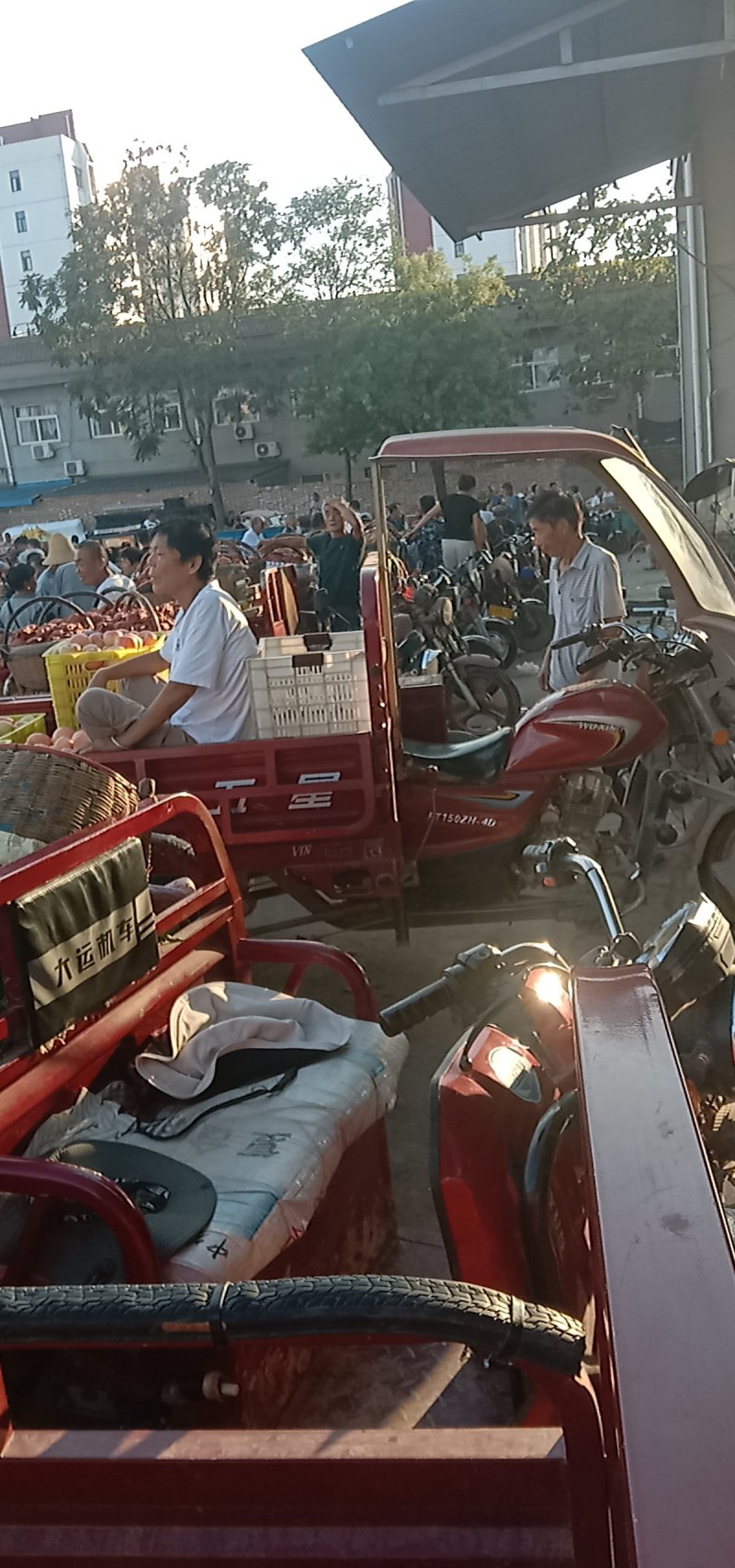 陕西黄桃