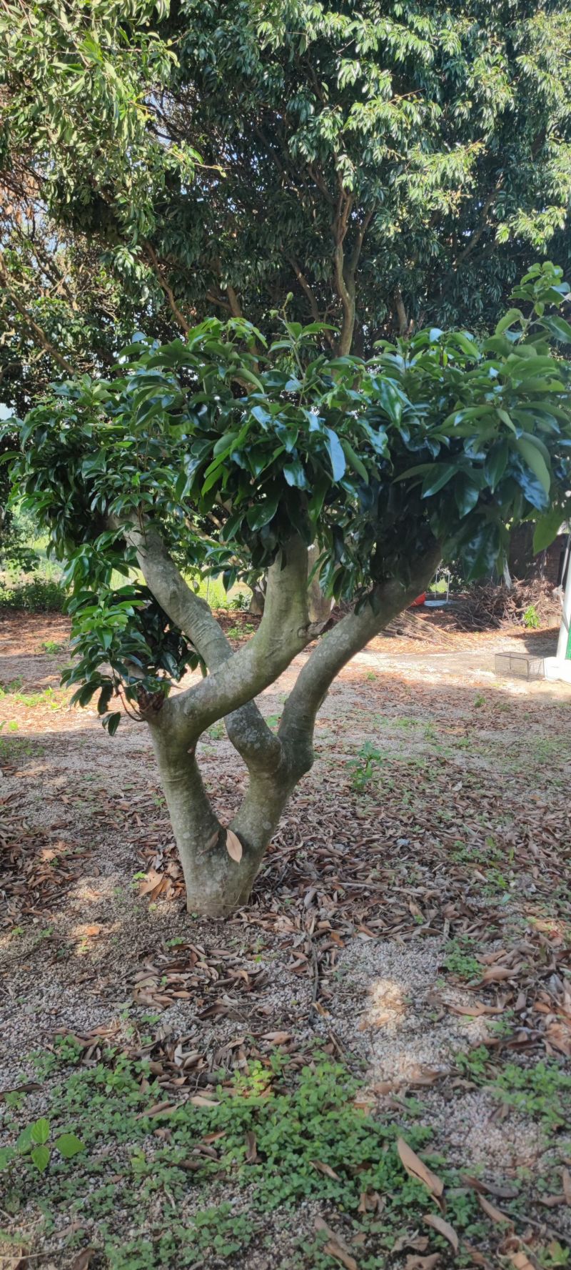 🈶40年树龄❤️草木灰种植❤️的荔枝树苗