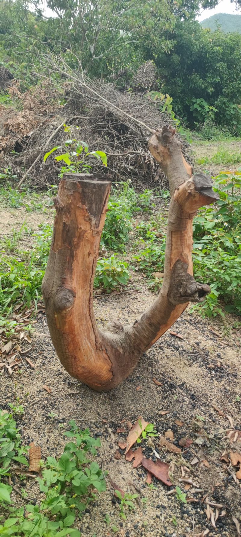🈶40年树龄❤️草木灰种植❤️的荔枝树苗