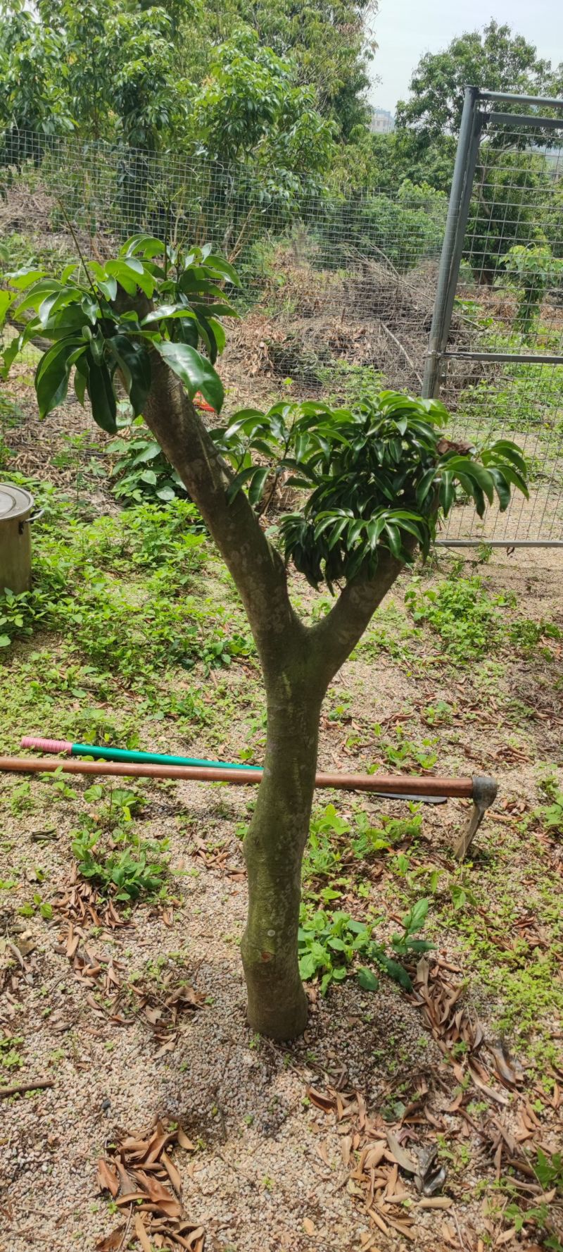 🈶40年树龄❤️草木灰种植❤️的荔枝树苗
