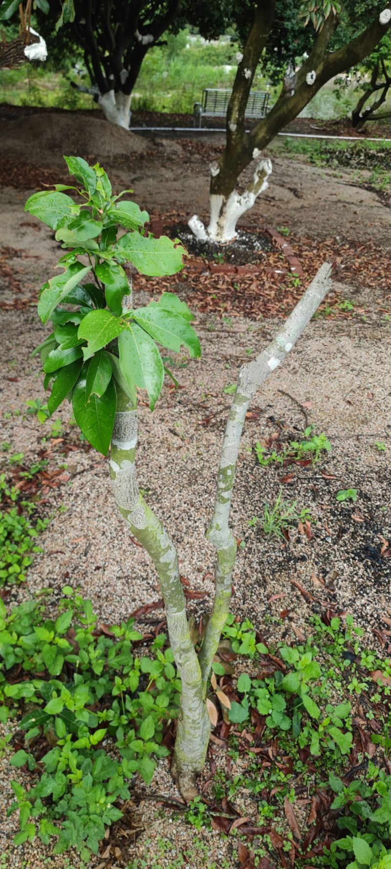 🈶40年树龄❤️草木灰种植❤️的荔枝树苗